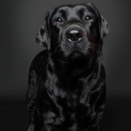 Squish - Labrador Retriever