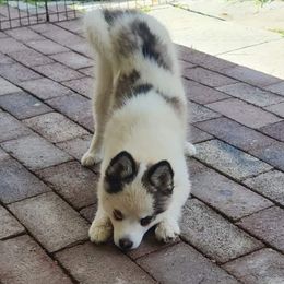 Asher - Pomsky