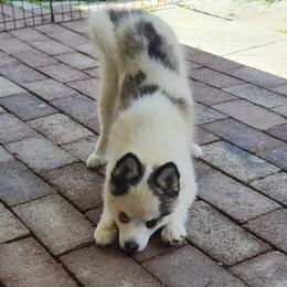Asher - Pomsky