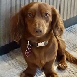 Suede - Dachshund
