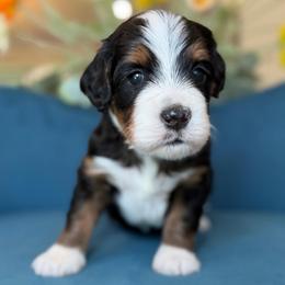 Paul - Tri-color male Bernedoodle puppy in Yuciapa, California from AlltheDoodlez_
