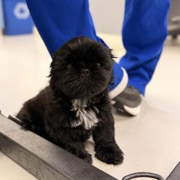 Hank - Black and white male Shih Tzu puppy in Bremerton, Washington from California Shih Tzu