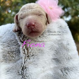 Goldendoodle Puppies from O’Doodle Clan Goldendoodles