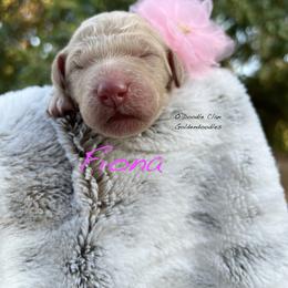 Goldendoodle Puppies from O’Doodle Clan Goldendoodles