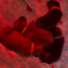 Boerboel Puppies from Sterling Built Boerboels