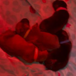 Boerboel Puppies from Sterling Built Boerboels