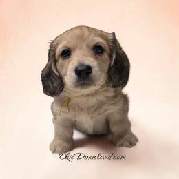 Vinny - Cream male Dachshund puppy in Oklahoma City, Oklahoma from OkieDoxieland Dachshunds