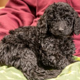 Ginny - Black Goldendoodle puppy in Des Plaines, Illinois from SnoogleDoodles