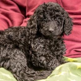 Ginny - Black Goldendoodle puppy in Des Plaines, Illinois from SnoogleDoodles