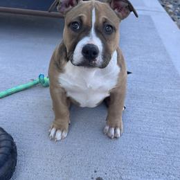 American Bully puppies from Fairway Bullies