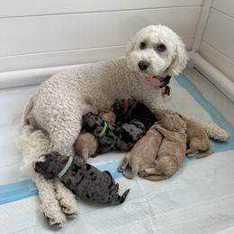 Bernedoodle, Bernese Mountain Dog, Cavalier King Charles Spaniel, Cavapoo, and Poodle Puppies from Ellas.Pups (Bernedoodles & Cavapoos)