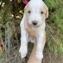 Hot Pink - Parti female Goldendoodle puppy in Richmond, Kentucky from The Doting Doodle