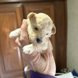 White girl - White female Poodle puppy in Birmingham, Alabama from Stormborn