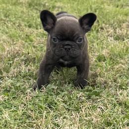 French Bulldog Puppies from Teak’s Texas Frenchie’s
