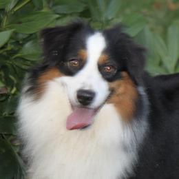 Magic - Miniature American Shepherd