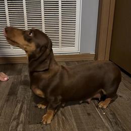 Maple - Dachshund