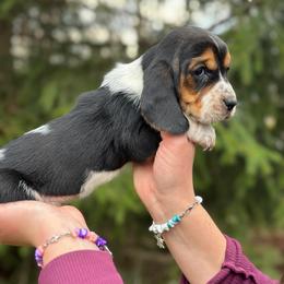 Female 1 - Black brown and white female Basset Hound puppy in Lindley, New York from Hill Top Basset Hounds & Cane Corso