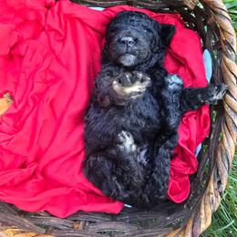Mollie moose girl 2 - Brindle and white female Saint Berdoodle puppy in Castle Rock, Washington from PNW Saint Berdoodles