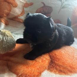 Macademia (Mac) - Black and white male Shih Tzu puppy in Bluffton, South Carolina from Cuddly Coastal Cuties