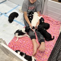 Goldendoodle and Sheepadoodle Puppies from Maplesierradoodles