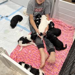Goldendoodle and Sheepadoodle Puppies from Maplesierradoodles