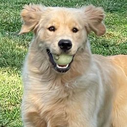 Golden Retrievers from Friendship Goldens