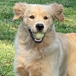 Golden Retrievers from Friendship Goldens