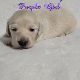 Basset Hound and Dachshund Puppies from V's Southern Angels