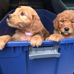 Golden Retriever and Goldendoodle Puppies from Deer Creek Goldens