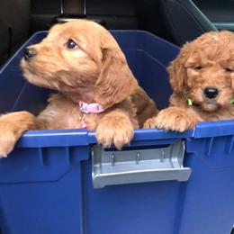 Golden Retriever and Goldendoodle Puppies from Deer Creek Goldens