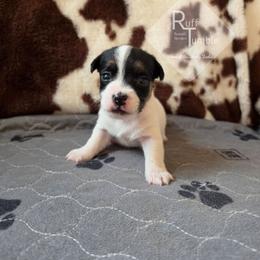 Boy 3: Nibs - Tri-color male Russell Terrier puppy in Harvel, Illinois from Ruff and Tumble Russell Terriers