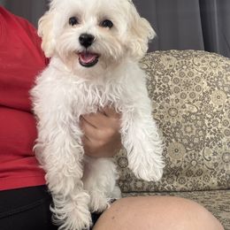 Connie - White female Maltipoo puppy in New Port Richey, Florida from Toy Poodles And Maltese Of Florida