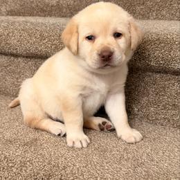 Miss Eleanor Ellie May - Yellow female Labrador Retriever puppy in Tekonsha, Michigan from Asher Acres Labs