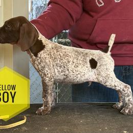 Yellow Boy - Liver roan male German Shorthaired Pointer puppy in Dearborn, Missouri from Hardwood Kennels