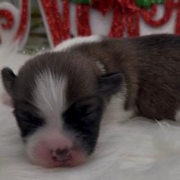 Tilly - AKC - Chocolate sable female Havanese puppy in Verden, Oklahoma from Holcombs Puppy Ranch