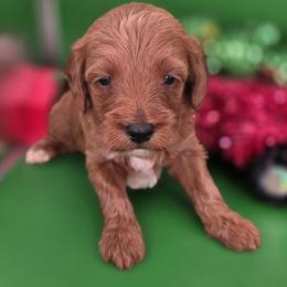 Nick - Red  male Goldendoodle puppy in Decatur, Tennessee from Diamond's Doodles