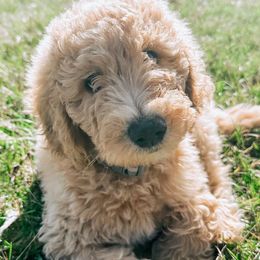 Hunter - Goldendoodle puppy in Pataskala, Ohio from Doodle Love