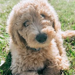 Hunter - Goldendoodle puppy in Pataskala, Ohio from Doodle Love