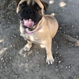 Bullmastiff and French Bulldog All Grown Up from Misfit Kennels