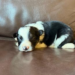 Boy 4 - Tri-color male Border Collie puppy in Oroville, California from Coalcyn Kennels