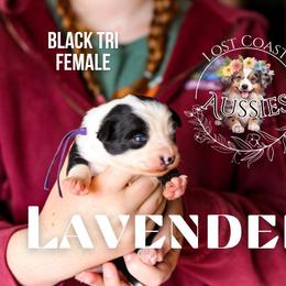 Lavender - Black tri female Miniature American Shepherd puppy in Ferndale, California from Lost Coast Aussies