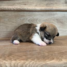 Diamond - Sable female Pembroke Welsh Corgi puppy in Phelan, California from Desert Sunset Pembroke Welsh Corgis