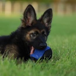 German Shepherd Puppies from Howixx German Shepherds