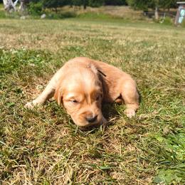 Zinnia- Light blue collar (4th pick female) - Dark golden female Golden Retriever puppy in Tenino, Washington from Oak River Goldens'