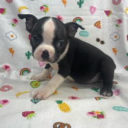 Rex - Black and white male Boston Terrier puppy in Fillmore, Illinois from Wind Hill Puppies