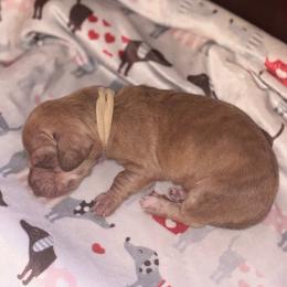 Jack - Brindle male Dachshund puppy in Saint Paul, Minnesota from Vibrant Eyes Doxies