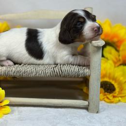 Choc Pie Girl 2150 - Piebald female Dachshund puppy in Nashville, Arkansas from Whisenhunt Farms