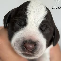 Girl 2 - Light Blue Collar - Liver and white female German Wirehaired Pointer puppy in Muncie, Indiana from Altitude Kennel