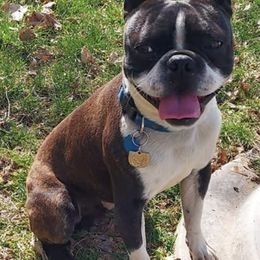 Boston Terriers from Steed's Boston Terriers