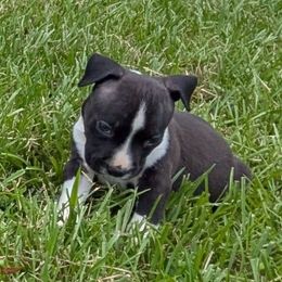 Jinx - Black male American Staffordshire Terrier puppy in Conley, Georgia from Cicero Kennels